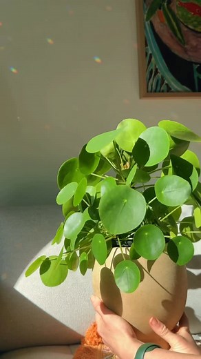 Jacintha Webster on Instagram: "Pilea peperomioides aka the Chinese Money Plant or friendship plant soak session 😌 my number one tip for the #Pilea is to ALWAYS water from the bottom 🌿. . . . #pileapeperomioides #chinesemoneyplant #plants #timelapse #bottomwatering #plantcare #planttips #planthacks"