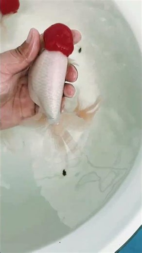 The parents of the red hat goldfish! Too big #fish #koi #freshwater