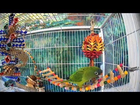 Half Moon Parrot Learns Trick and Dances 🦜 