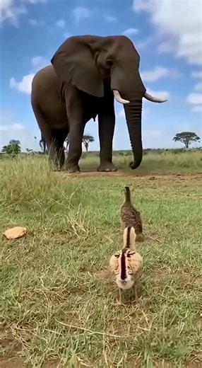 Elephant Flees Tiny Chick 🐘🐥 #animalhumor #animalrescuea #elephantlove
