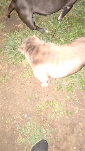 BARBIE SON. MR.INCREDIBULL SON. BIG SPICE NEPHEW. NIGHT VISION‼️ 8 MONTH OLD FLEX. | James Cosby