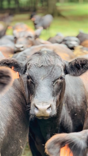 1.5K views · 50 reactions | Let’s move a group of cows across the road! Our farm stretches across a county road, and these girls and their calves were ready for greener pastures. We’ve had exciting times in the past… but everyone fell right in line this go ‘round! #CattleFarm #Cows #Beef #Pasture #Farm | Caldwell Farms Beef | Facebook