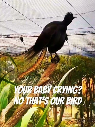 BIRD SOUNDS LIKE CRYING BABY #birds #lyrebird #animals #amazingbird