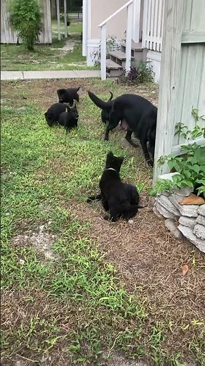 Solid Black German Shepherd Puppies for Sale in Florida