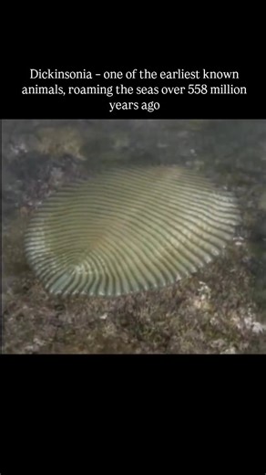 Inflyta on Instagram: "Dickinsonia, depicted in the video, is a fossilized organism from the Ediacaran period, approximately 558 million years ago, and is considered one of the earliest known animals due to the presence of cholesterol in its fossils, a biomarker unique to animals. The organism's flat, segmented body structure, as shown in the images, suggests it was a mobile marine creature that likely fed on microbial mats on the seafloor, with trace fossils indicating its feeding behavior. The