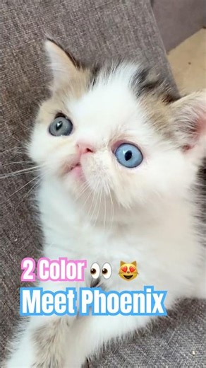The Odd-Eyed Exotic Persian Kitten With Two Different Colored Eyes You Have To See 🐾 (Tampa, FL)
