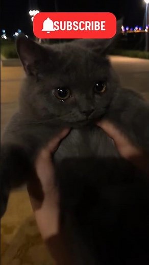 You Won’t Believe How Deep Animals Can Feel… 😢