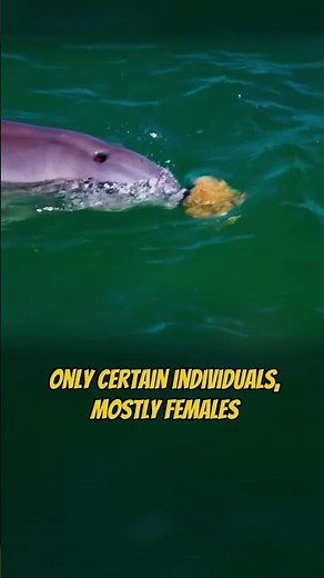 Dolphins with Tools: Ocean Geniuses at Work