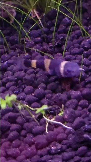 Chubby bumblebee goby with brine shrimp in his mouth. Extremely cute and adorable!