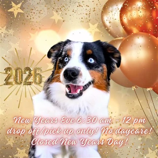 11 reactions | 壟 Winston here with our New Years hours! December 31st 6:30 am - 12 pm! Pick up/Drop off ONLY! No daycare! Closed January 1st New Years Day!  | Dog Party USA | Facebook