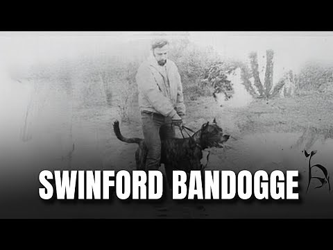 Swinford Bandogge