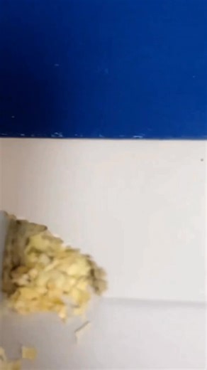 the mother parrot not accepting one of its eggs, it's throwing it back out of its nest. I saved it and then 🥰 #babyparrot #parrotsoftiktok #parrotlove #rescue #eggs