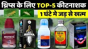 Thrips Control best k liye insecticide🌱थ्रिप्स के लिए बेस्ट कीटनाशक Top 5 insecticide thrips Control thrips control insecticide whitefly control insecticide thrips control in onion thrips control organic thrips control insecticide in onion black thrips control best insecticide thrips raze insecticide mites control insecticide pegasus insecticide telugu hercules insecticide telugu thrips control insecticide telugu chilli thrips control insecticide thrips control insecticide tamil police insectic