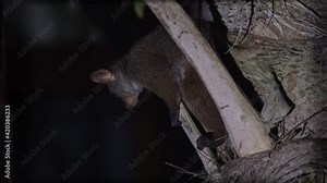 Northern Greater Galago - Otolemur garnettii also Garnett greater galago or Small-eared Greater Galago, nocturnal, arboreal primate endemic to Africa, eared cute brown small monkey.