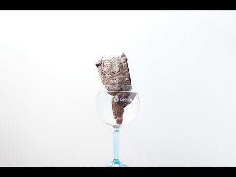 ペラルゴニウム・トリステ発根管理〜植込み編〜