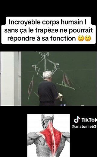 ANATOMIE sur TikTok