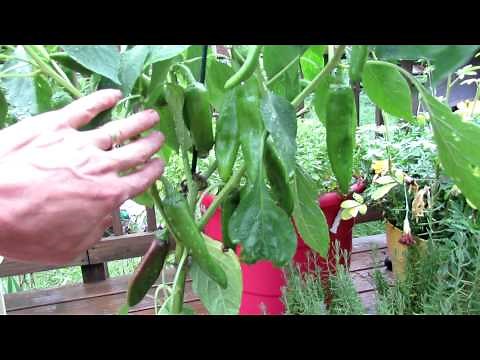 Container Gardening: The Anaheim Chili Pepper - A Very Mild Hot Pepper