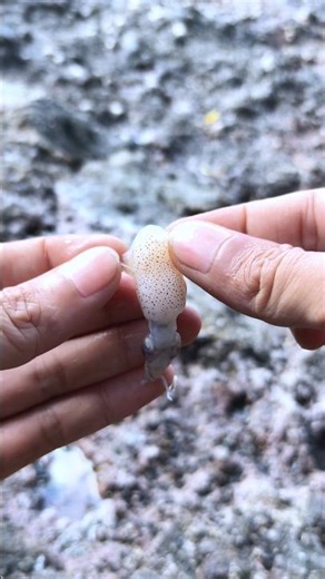 Fishing Tips Using Small Squid Bait