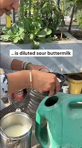 Buttermilk as a fertiliser for lemon tree #haryalibycherie #terracegardenindia #treesofinstagram
