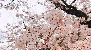 Download Beautiful Sakura tree. for free