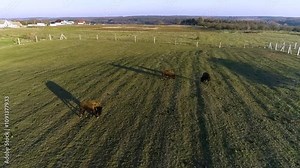 Farm. Bison behind the net fence graze on the grass. Bison breeding. Bison graze on grass behind a chain-link fence.