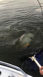 Copeton Dam Cod trip done and dusted☹️ I have to say that was freakin’ awesome! Using the new Humminbird Helix7 G3 Mega SI unit we were Side Imaging to the 120ft mark locating fish up on the flats at night, and just off the flats in the 25-30ft mark during the day. Casting Zerek Live SwimBaits accounted for all but one smaller fish which took a SpinnerBait. 55,90,94,99,123cm was the end tally. Thanks to Kingy and Steve for towing the boat all the way from Mildura👍👍 Until next year..... Now bac