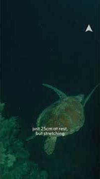 Extraordinary Animals: Irukandji Jellyfish