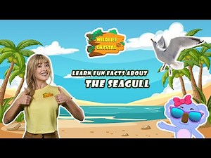 The Truth About Seagulls: Smarter Than You Ever Imagined