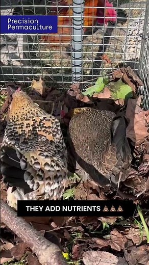 Free Compost From Your Chickens (This Is Genius) #chickens #permaculture #compost