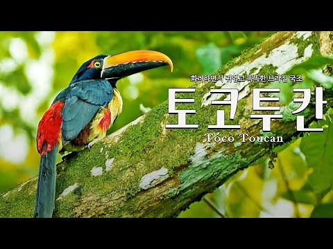 'The colorful, cute and smart toucan, Brazil's national bird, 'Toco Toucan'