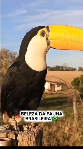 BELEZA DA FAUNA BRASILEIRA 🇧🇷‪@QueHistoriaeEssaMax‬