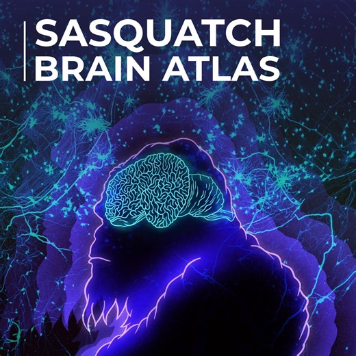 Introducing the Sasquatch Brain Atlas! 👣🧠 Thanks to generous donations by local PNW sasquatch donors, researchers from around the world can study what makes their own furry neighbors special. | Allen Institute