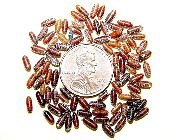 Feeder Blue Bottle Flies - Bugs In Cyberspace