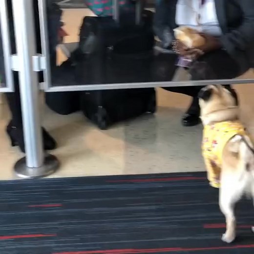 #pug #pugpuppy #puppies #funnypug #puglife #puglove #cutepug #doglover #puppylife #dog #foryouシ #fyp #reels | Biggies.Pug