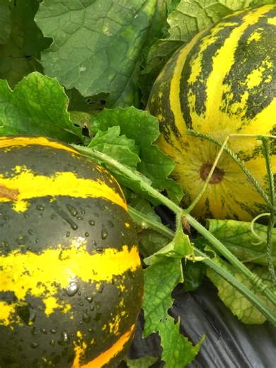 Harvesting Melons and Caring for Vegetable Gardens