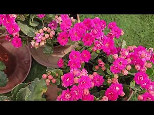 How to Grow and Care For Kalanchoe plants in Winter
