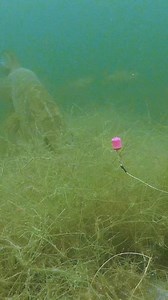 6.1M views · 5.9K reactions | What is it eating? #pike #fishing #underwater | Underfishing | Facebook