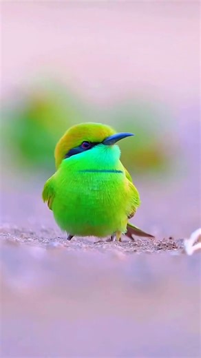 走近夏日清晨河邊遇見可愛治愈系的鳥寶兒們！#野生鳥類攝影 #動物鳥世界 #拍鳥#拍個鳥 | 鳥類攝影