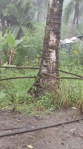 10K reactions · 3.2K shares | Mao ni amo problema dre sa sitio tagbasingan once nga cge ug ulan dili na maka tabok ang mga tao kung magkinaunsa pariha karon kusog kaayo ang baha looy kaayo ang mga tao. | Vivarie Salapa Briones | Facebook