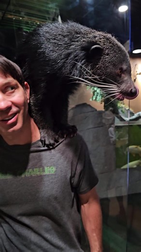137K views · 2.7K reactions | Stitch the Binturong! LegaSea Aquarium & The Reptarium #animals #binturong | Wild Charles | Facebook