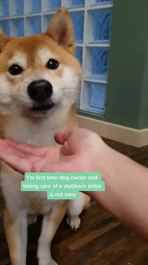 Shiba Inu Puppy Training Tips and Advice for First Time Owners