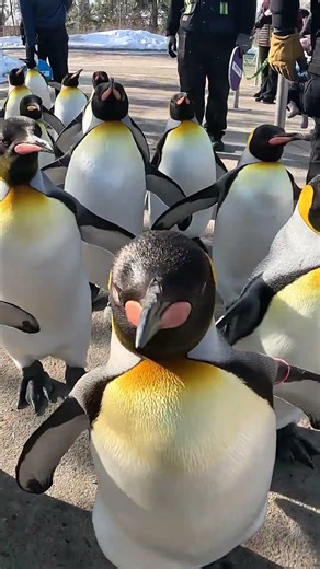 GoPro View of Penguin Walk, presented by WestJet Cargo