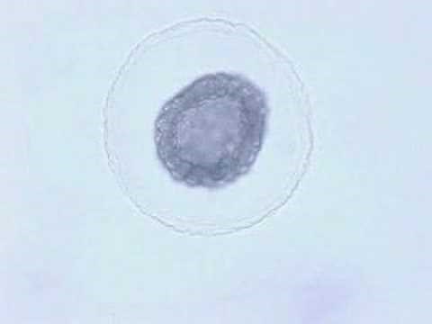 Amphioxus embryonic development