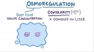 Video: Osmoregulation - Video Explanation! | Osmosis | Osmosis