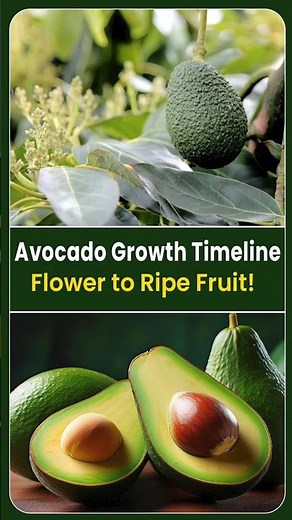 Avocado Growth Stages Explained From Flower to Ripe Fruit | Deccan Exotics #shorts #ytshort #avocado