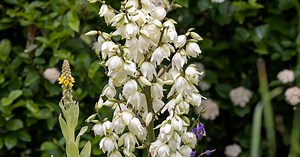 Juka ogrodowa – odmiany, uprawa, przesadzanie, zimowanie