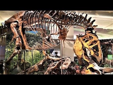 Dinosaur Hall at the Smithsonian - National Museum of Natural History