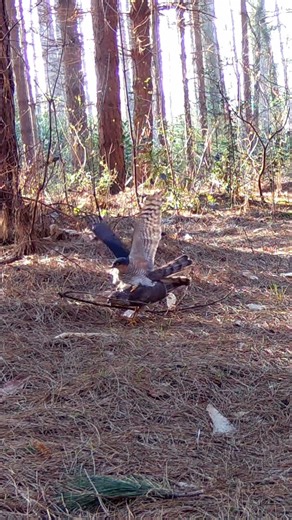 Sparrowhawk romance on the forest floor 🫣🌳spring is in the air 🌱#birds #birdsofprey #sparrowhawk