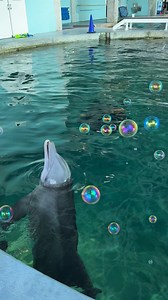 204K views · 9.4K reactions | Everyone always asks for her and knows her from her famous role in Dolphin Tale 2, now learn more about everyone’s best friend, Hope! Whether she’s playing with bubbles or wiggling her tongue, Hope knows how to have fun! ⭐ 﫧 Visit her and all the rescued resident dolphins and celebrate Dolphin Awareness Month with us at CMA! | Clearwater Marine Aquarium | Facebook