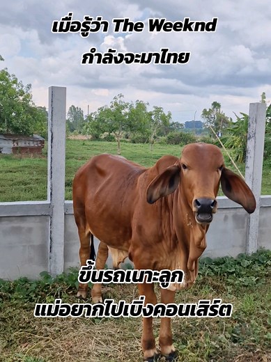 ชวนแม่ไปดูคอนเสิร์ต The Weeknd ในไทย — เตรียมตั๋วขึ้นรถกันเถอะ
